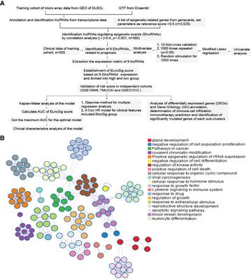 A 9-LncRNA Signature for Predicting Prognosis and Immune Response in Diffuse Large B-Cell Lymphoma